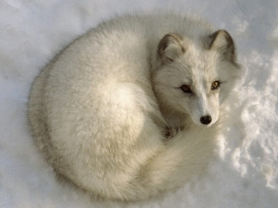 Swedish Fox were on the verge of extinction, until of recent. 
